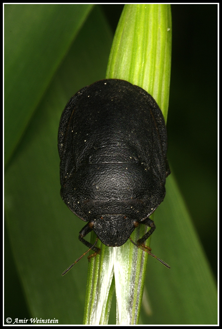 Scutelleridae d''Israele